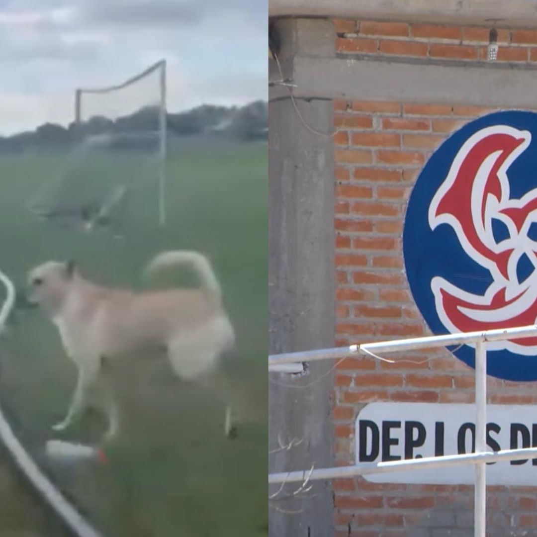 Indignación por Caso de Presunto Maltrato Animal en SLP
